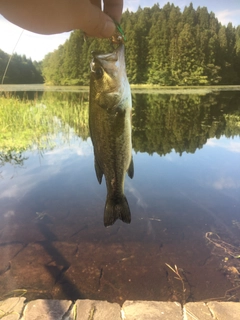 ラージマウスバスの釣果