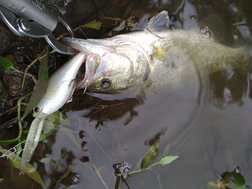 ラージマウスバスの釣果