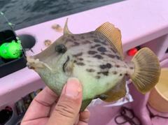 カワハギの釣果