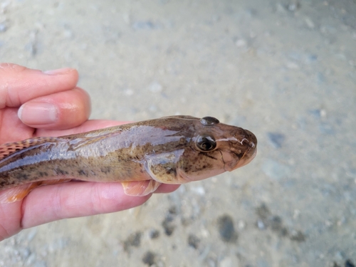 ハゼの釣果