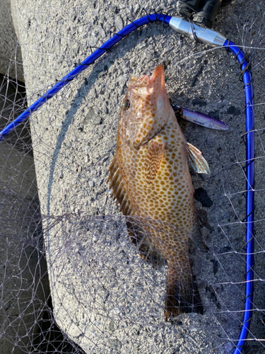 オオモンハタの釣果