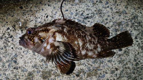 オウゴンムラソイの釣果