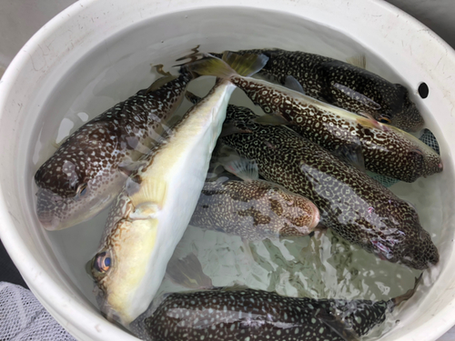 ショウサイフグの釣果