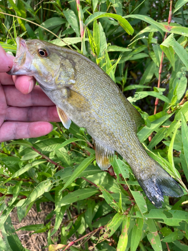 スモールマウスバスの釣果