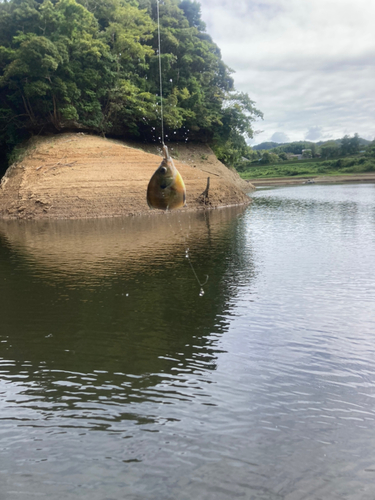 ブルーギルの釣果