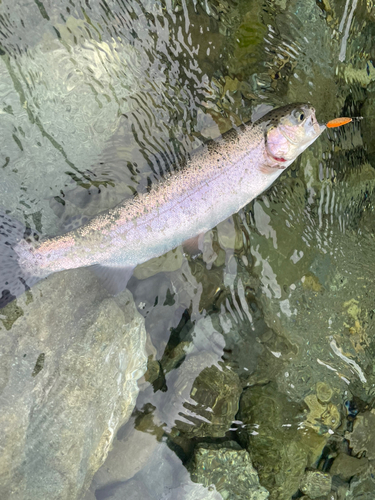 ニジマスの釣果