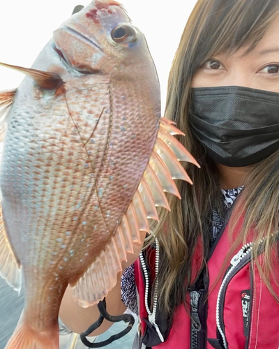 マダイの釣果