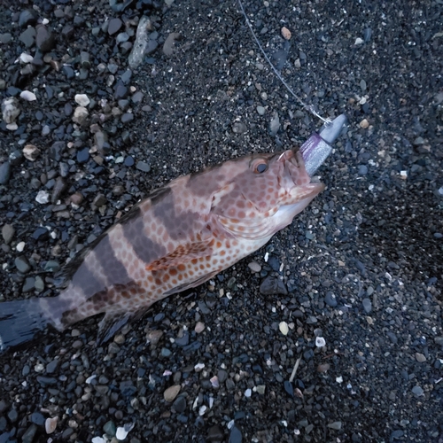 オオモンハタの釣果