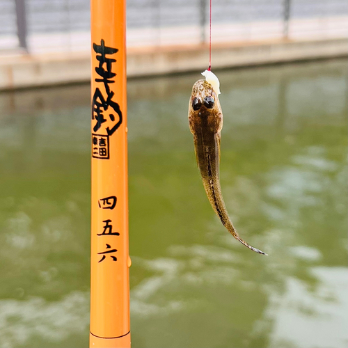 マハゼの釣果