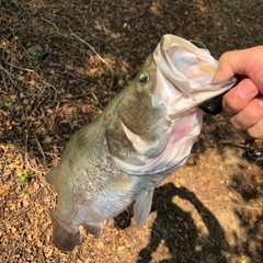 バラマンディの釣果