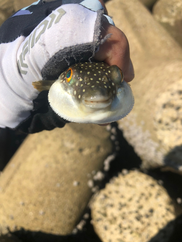 フグの釣果