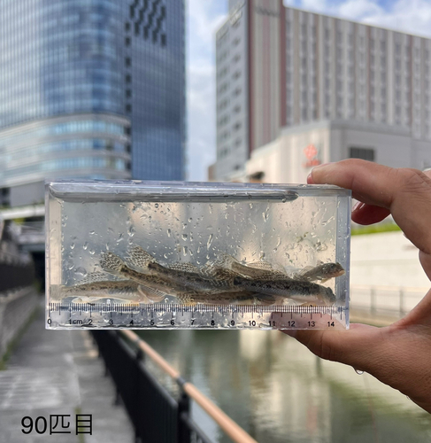 マハゼの釣果