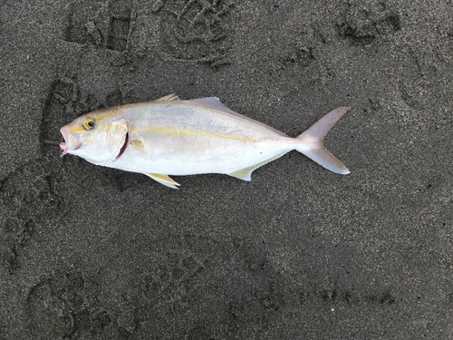 ショゴの釣果