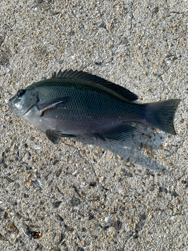 コウイカの釣果