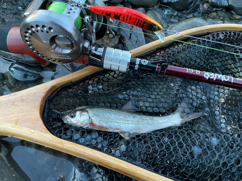 ウグイの釣果