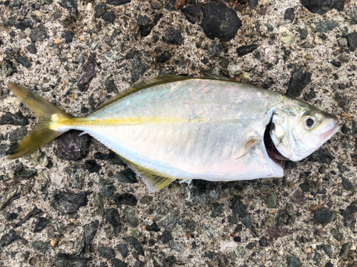 シマアジの釣果