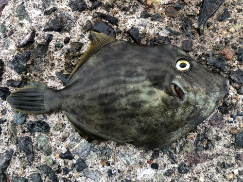 カワハギの釣果