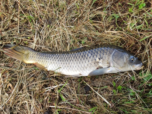 コイの釣果