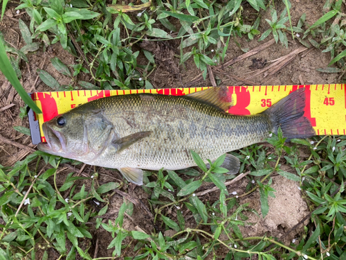 ブラックバスの釣果