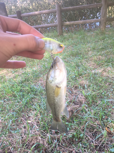 ラージマウスバスの釣果