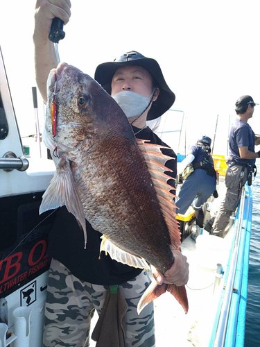 マダイの釣果