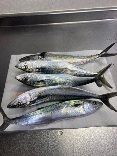 サゴシの釣果