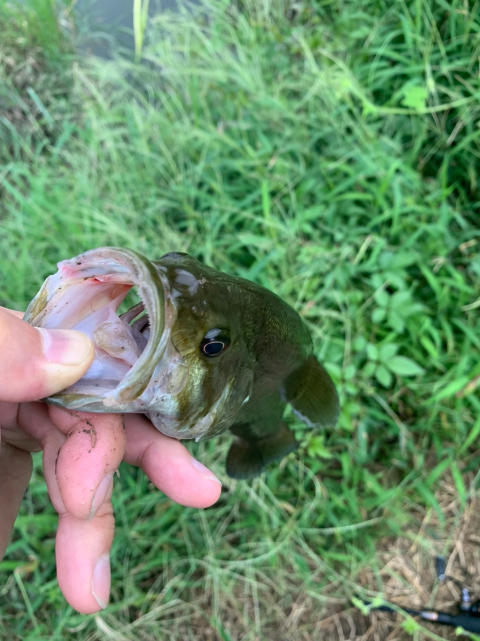 スモールマウスバス