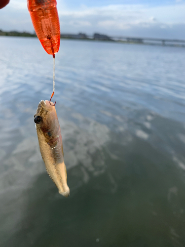 マハゼの釣果