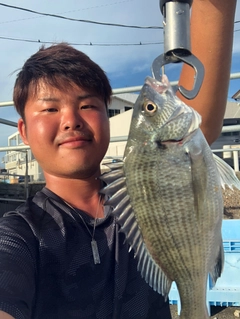 クロダイの釣果