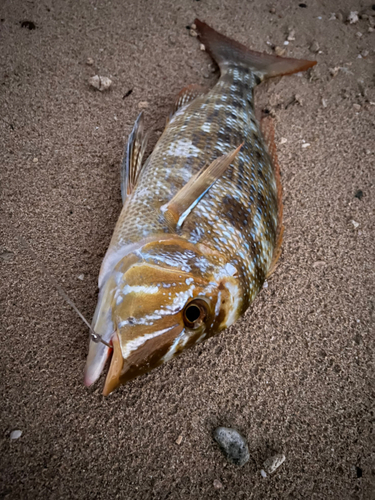 ハマフエフキの釣果