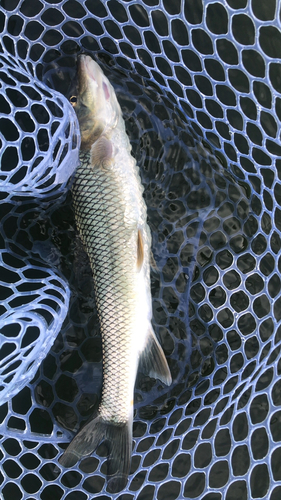 ニゴイの釣果