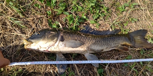 コイの釣果