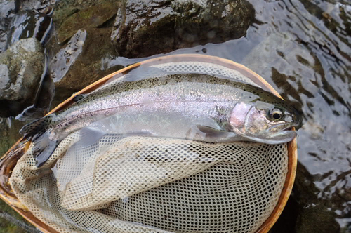 ニジマスの釣果