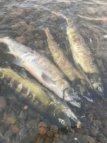 サケの釣果