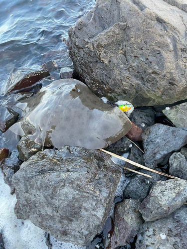 ツバクロエイの釣果