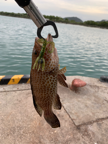 オオモンハタの釣果