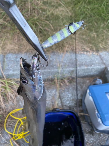 タチウオの釣果