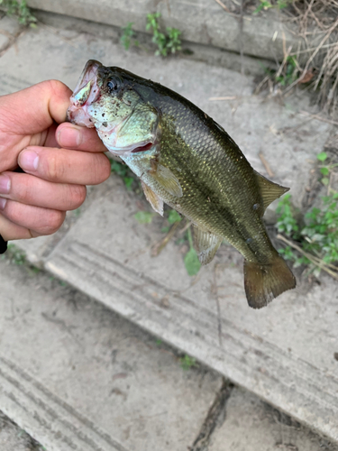 ブラックバスの釣果