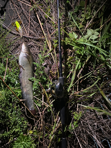 ナマズの釣果