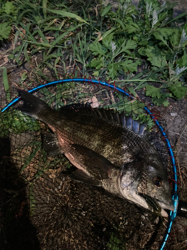 チヌの釣果