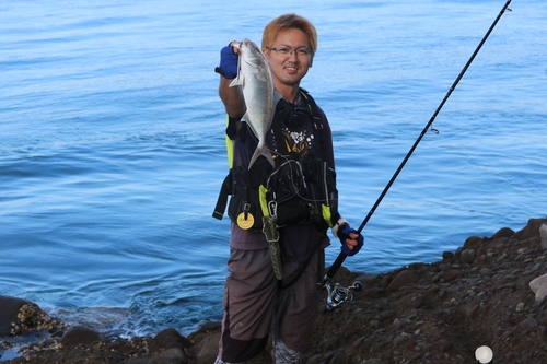 カンパチの釣果