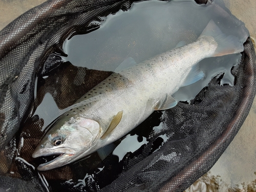 ヤマメの釣果