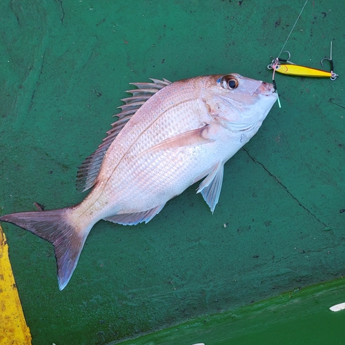 タイの釣果