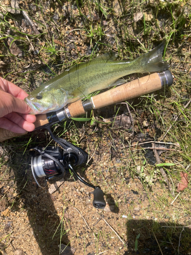 ラージマウスバスの釣果