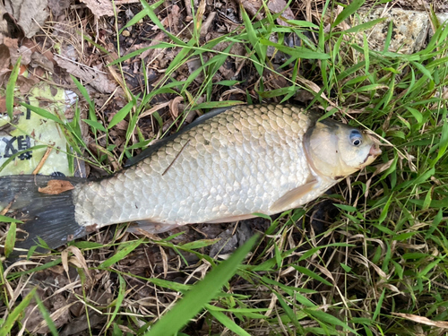 フナの釣果