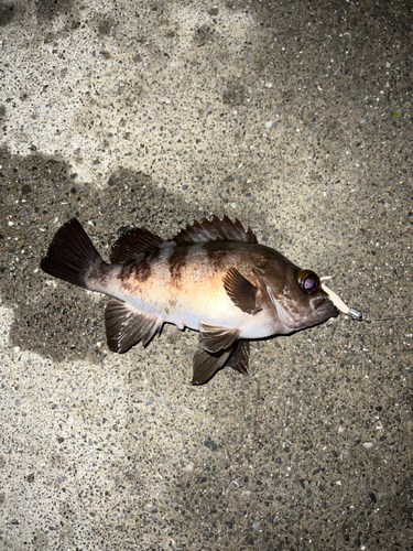 メバルの釣果