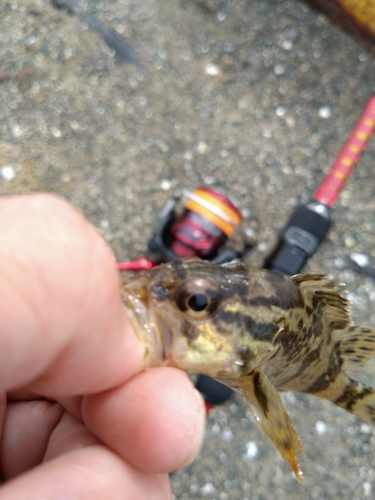 タケノコメバルの釣果