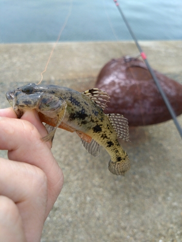 ハゼの釣果