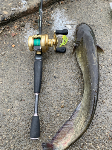 ナマズの釣果