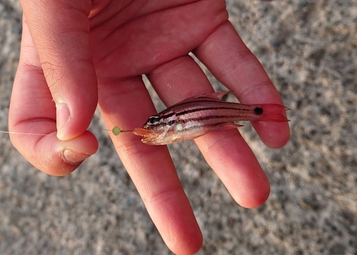 オオスジイシモチの釣果